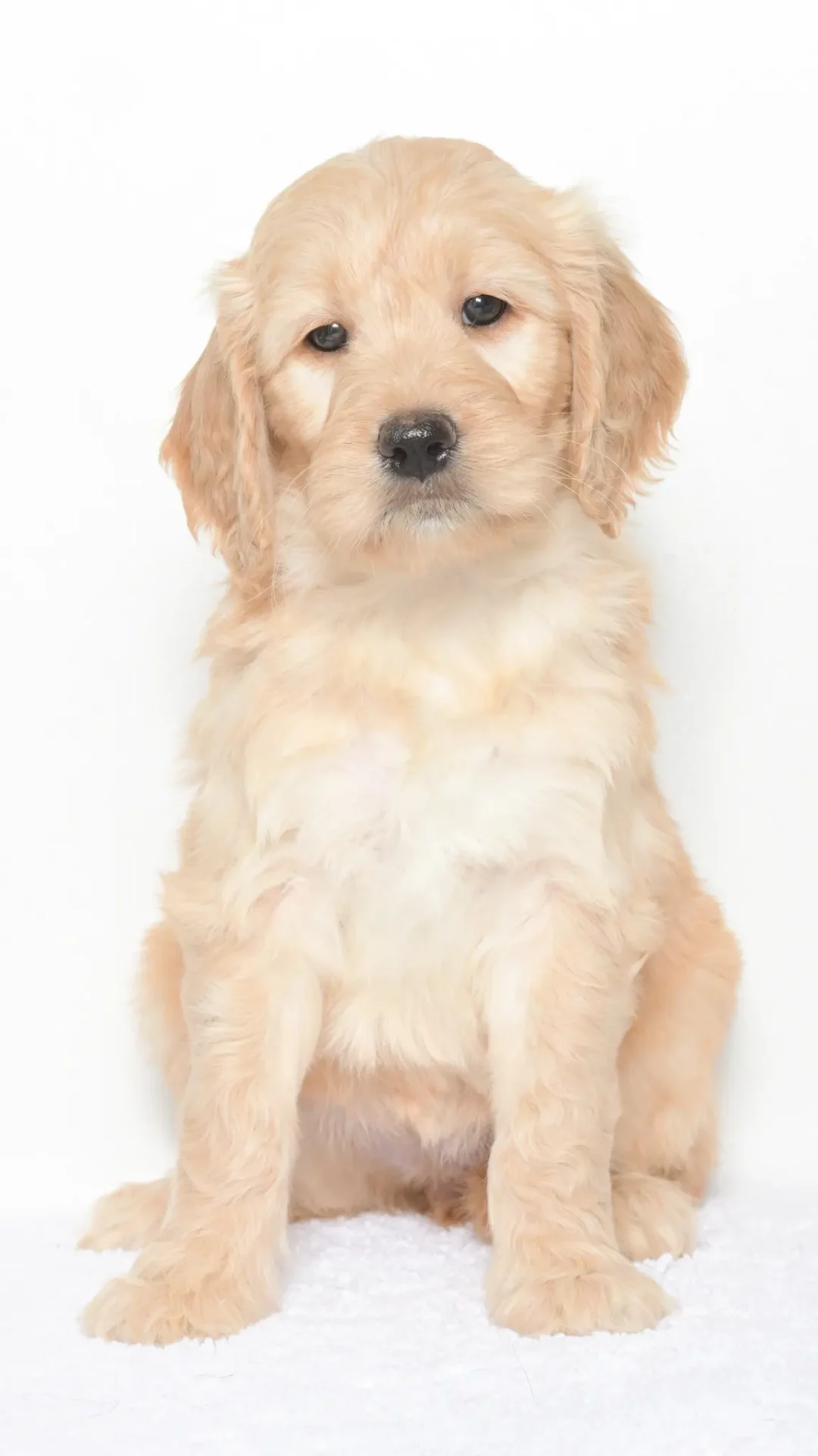 Vienna – Female #3