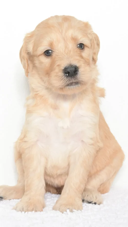 Vienna – Female #3