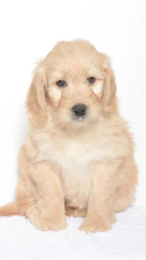 Vienna – Female #4