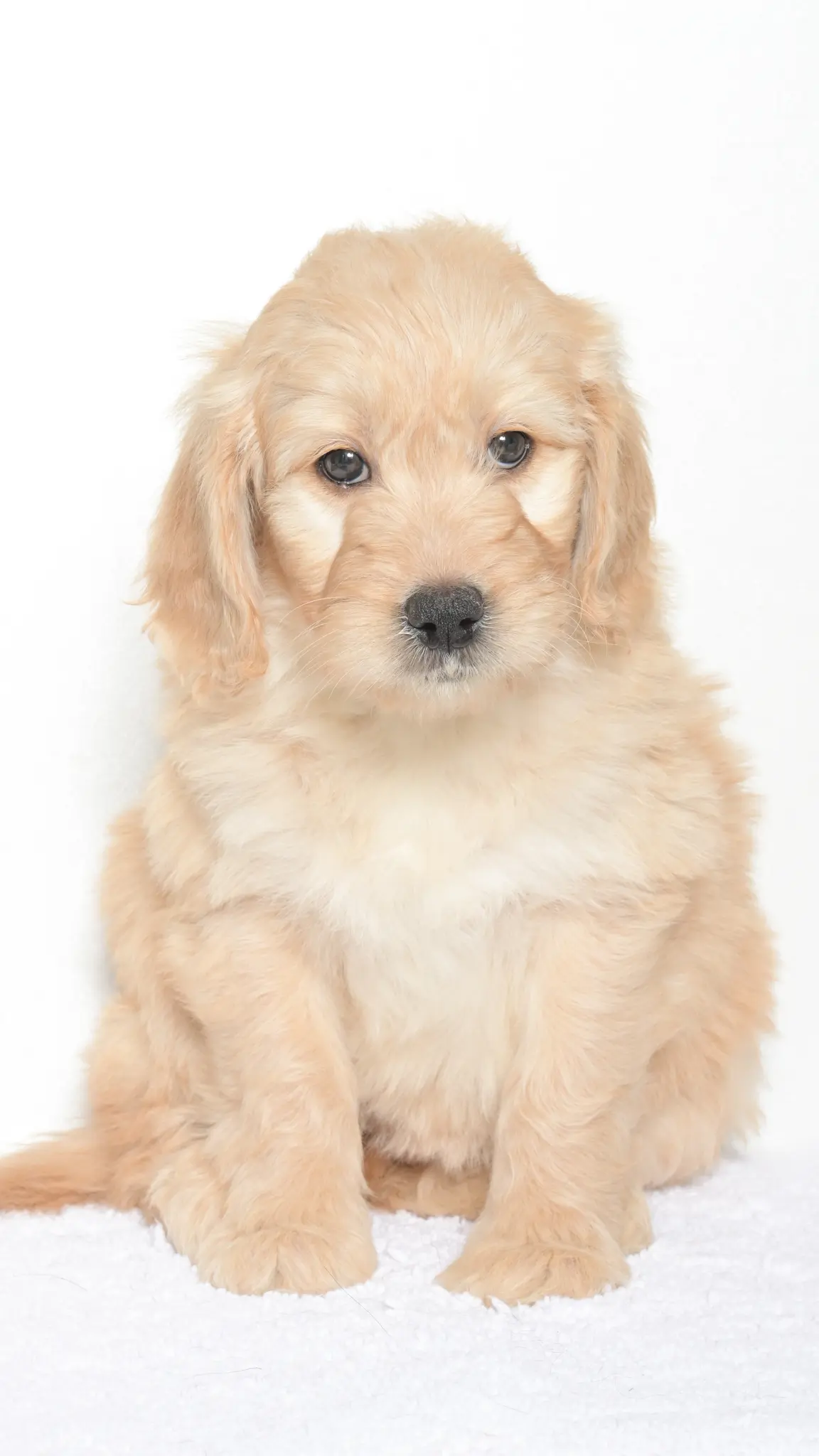 Vienna – Female #4