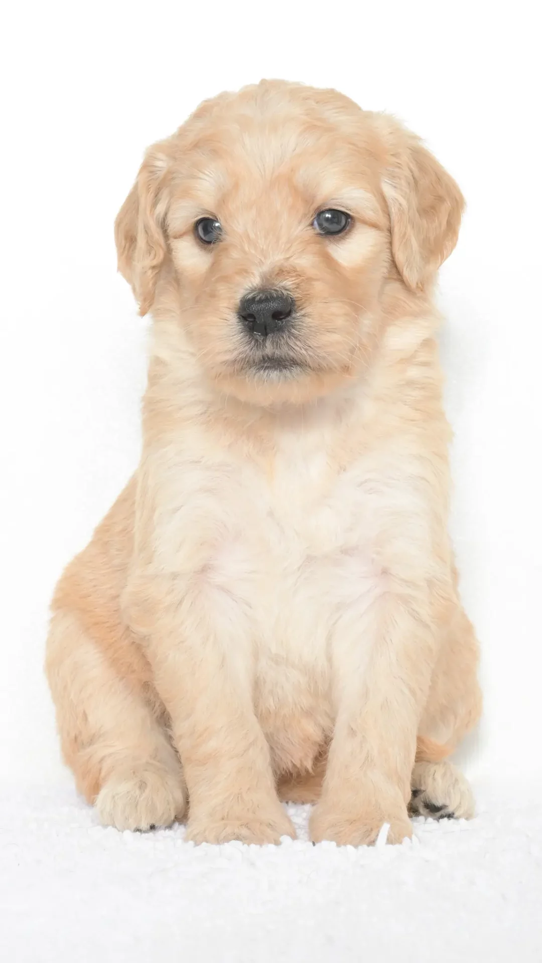 Vienna – Female #4