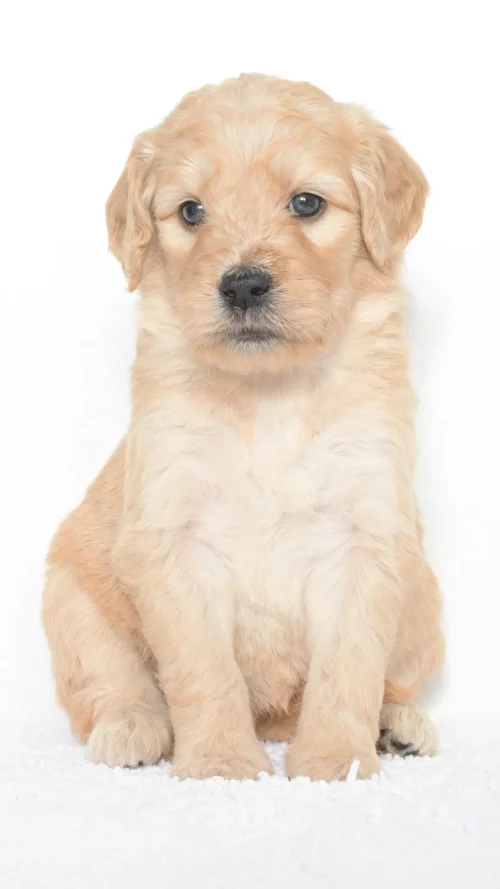 Vienna – Female #4