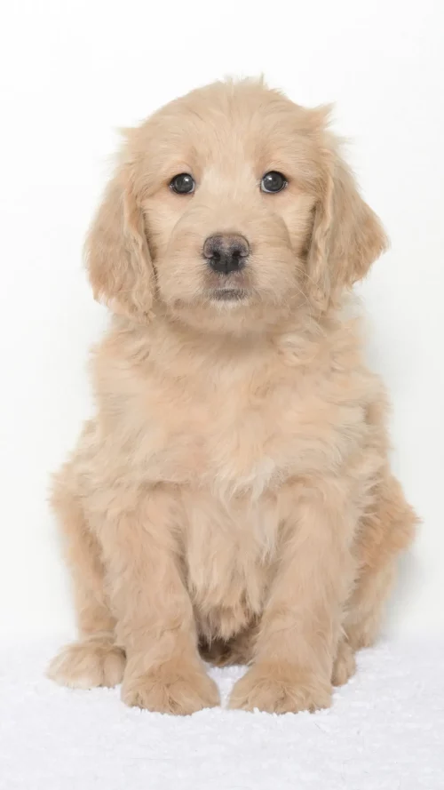 Vienna – Female #5