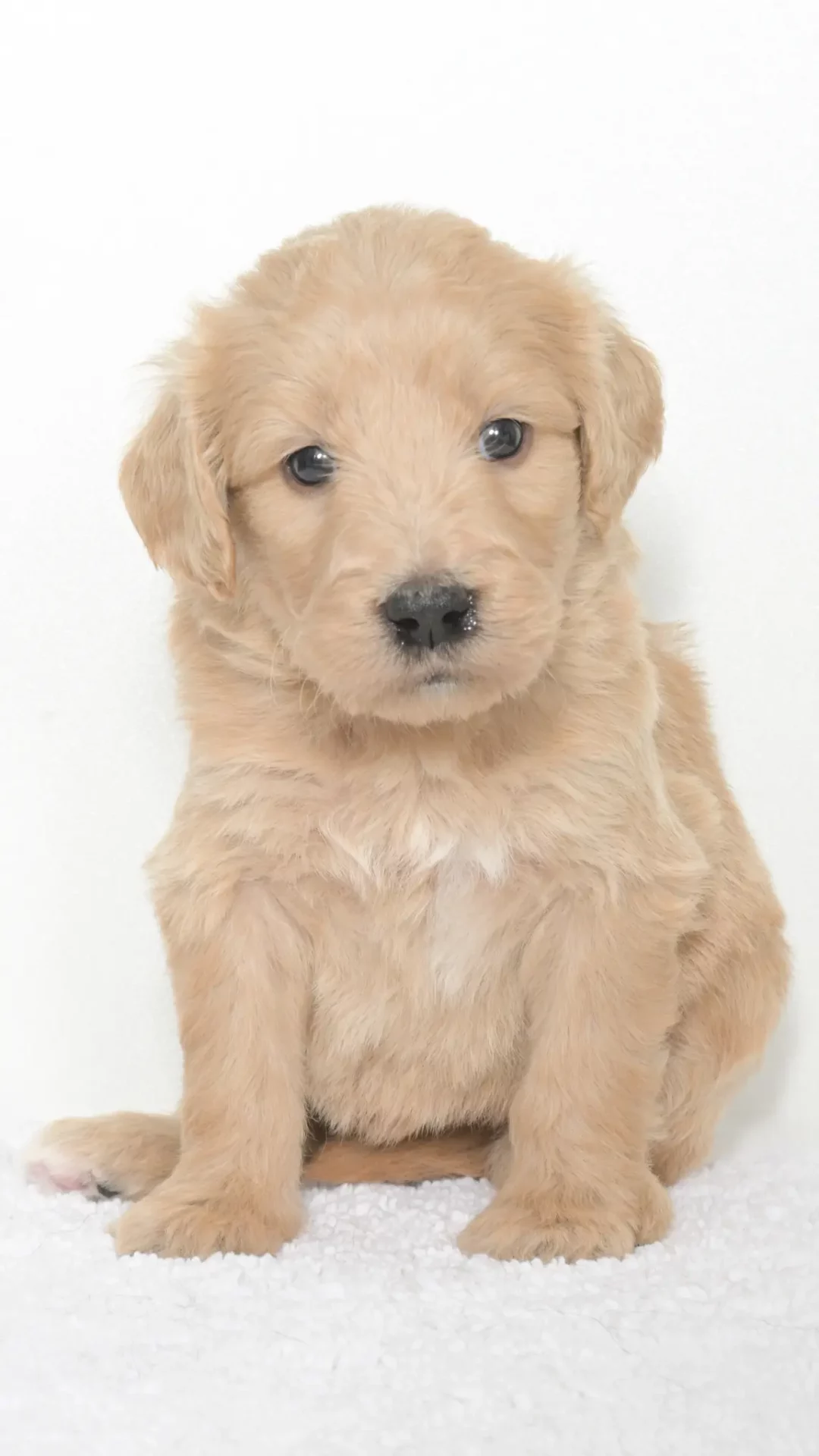 Vienna – Female #5