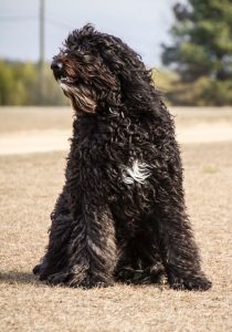 puk-standard-bernedoodle-laurie-young-2