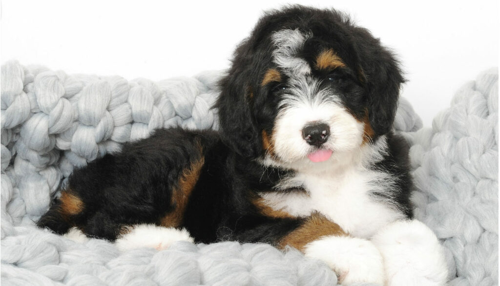 Isabella the mini bernedoodle puppy